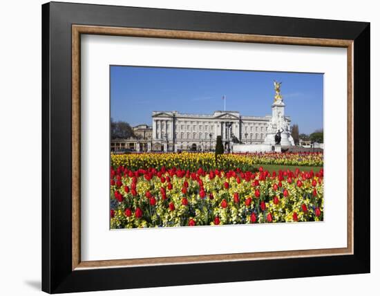 Buckingham Palace and Queen Victoria Monument with Tulips, London, England, United Kingdom, Europe-Stuart Black-Framed Photographic Print