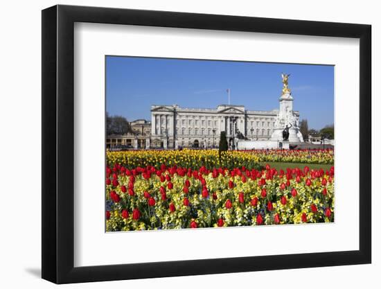 Buckingham Palace and Queen Victoria Monument with Tulips, London, England, United Kingdom, Europe-Stuart Black-Framed Photographic Print