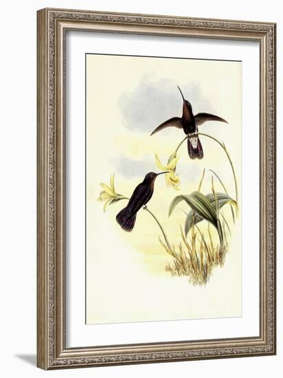 Buckley's Mountain Hummingbird, Pinarol?ma Buckleyi-John Gould-Framed Giclee Print