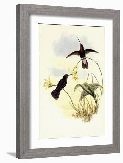 Buckley's Mountain Hummingbird, Pinarol?ma Buckleyi-John Gould-Framed Giclee Print