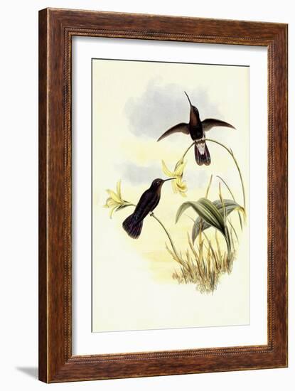 Buckley's Mountain Hummingbird, Pinarol?ma Buckleyi-John Gould-Framed Giclee Print