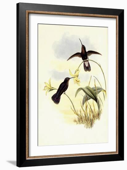 Buckley's Mountain Hummingbird, Pinarol?ma Buckleyi-John Gould-Framed Giclee Print