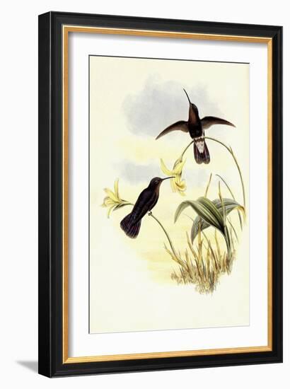 Buckley's Mountain Hummingbird, Pinarol?ma Buckleyi-John Gould-Framed Giclee Print