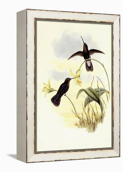 Buckley's Mountain Hummingbird, Pinarol?ma Buckleyi-John Gould-Framed Premier Image Canvas