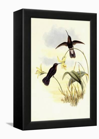 Buckley's Mountain Hummingbird, Pinarol?ma Buckleyi-John Gould-Framed Premier Image Canvas