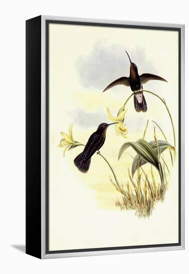 Buckley's Mountain Hummingbird, Pinarol?ma Buckleyi-John Gould-Framed Premier Image Canvas