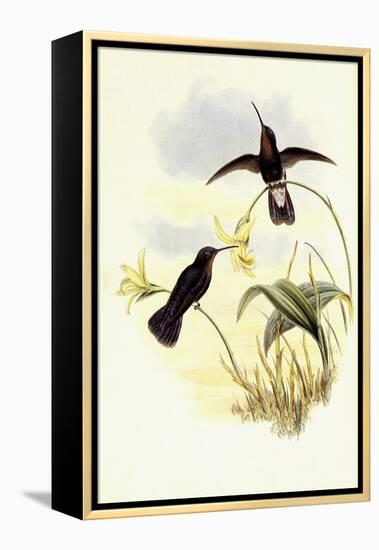 Buckley's Mountain Hummingbird, Pinarol?ma Buckleyi-John Gould-Framed Premier Image Canvas