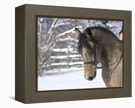 Buckskin Morgan Mare Head, Longmont, Colorado, USA-Carol Walker-Framed Premier Image Canvas