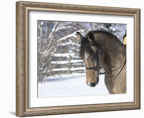 Buckskin Morgan Mare Head, Longmont, Colorado, USA-Carol Walker-Framed Photographic Print