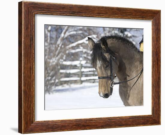 Buckskin Morgan Mare Head, Longmont, Colorado, USA-Carol Walker-Framed Photographic Print