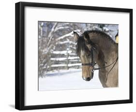 Buckskin Morgan Mare Head, Longmont, Colorado, USA-Carol Walker-Framed Photographic Print