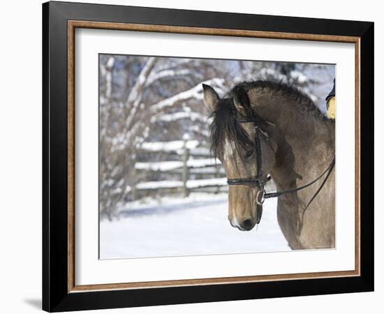 Buckskin Morgan Mare Head, Longmont, Colorado, USA-Carol Walker-Framed Photographic Print