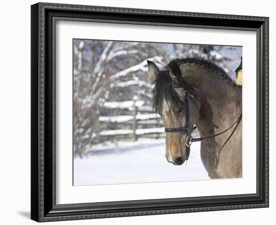 Buckskin Morgan Mare Head, Longmont, Colorado, USA-Carol Walker-Framed Photographic Print