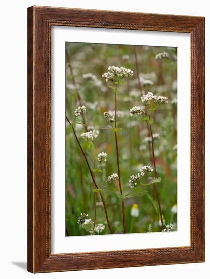 Buckwheat (Fagopyron Esculentum)-Bob Gibbons-Framed Photographic Print