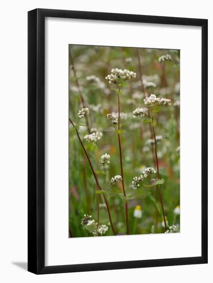 Buckwheat (Fagopyron Esculentum)-Bob Gibbons-Framed Photographic Print