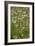 Buckwheat (Fagopyron Esculentum)-Bob Gibbons-Framed Photographic Print
