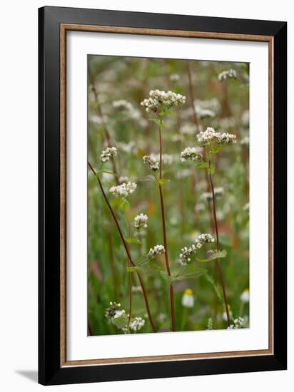 Buckwheat (Fagopyron Esculentum)-Bob Gibbons-Framed Photographic Print