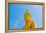 Buddha  Gold Statue-redarmy030-Framed Premier Image Canvas