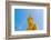 Buddha  Gold Statue-redarmy030-Framed Photographic Print