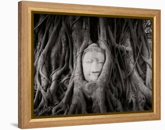 Buddha Head in the Roots of a Tree, Wat Mahathat, Ayutthaya Historical Park, Ayutthaya, Thailand-null-Framed Premier Image Canvas
