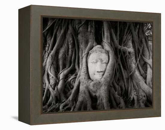 Buddha Head in the Roots of a Tree, Wat Mahathat, Ayutthaya Historical Park, Ayutthaya, Thailand-null-Framed Premier Image Canvas