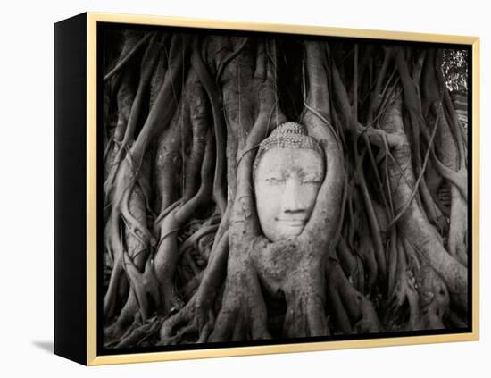 Buddha Head in the Roots of a Tree, Wat Mahathat, Ayutthaya Historical Park, Ayutthaya, Thailand-null-Framed Premier Image Canvas