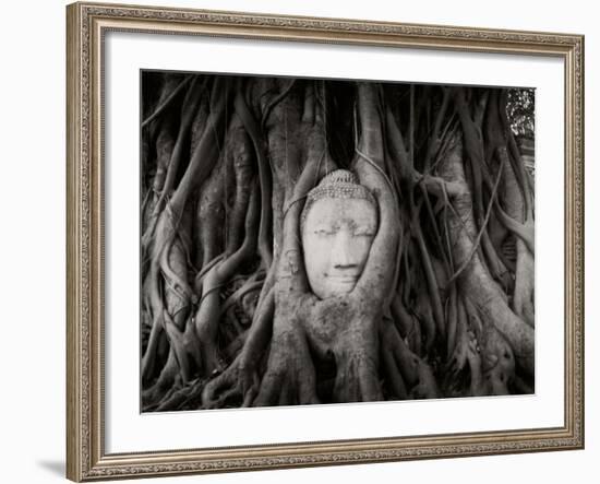 Buddha Head in the Roots of a Tree, Wat Mahathat, Ayutthaya Historical Park, Ayutthaya, Thailand--Framed Photographic Print