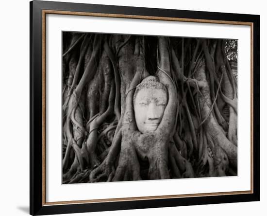 Buddha Head in the Roots of a Tree, Wat Mahathat, Ayutthaya Historical Park, Ayutthaya, Thailand-null-Framed Photographic Print