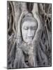 Buddha Head, Wat Phra Mahathat, Ayutthaya, Thailand-Michele Falzone-Mounted Photographic Print