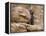 Buddha Statue, Parinirvana, Sri Lanka-Peter Adams-Framed Premier Image Canvas