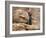 Buddha Statue, Parinirvana, Sri Lanka-Peter Adams-Framed Photographic Print