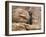 Buddha Statue, Parinirvana, Sri Lanka-Peter Adams-Framed Photographic Print