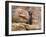 Buddha Statue, Parinirvana, Sri Lanka-Peter Adams-Framed Photographic Print