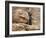 Buddha Statue, Parinirvana, Sri Lanka-Peter Adams-Framed Photographic Print