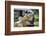 Buddha Statues Each Planted Alongside a Bo Tree in Maha Bodhi Ta Htaung, Myanmar (Burma)-Annie Owen-Framed Photographic Print