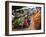 Buddhist Monks Collecting Alms in the Market Town of Phum Swai Chreas, Eastern Cambodia, Indochina-Andrew Mcconnell-Framed Photographic Print