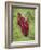 Buddhist Monks from Karchu Dratsang Monastery, Jankar, Bumthang, Bhutan-Angelo Cavalli-Framed Photographic Print