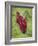 Buddhist Monks from Karchu Dratsang Monastery, Jankar, Bumthang, Bhutan-Angelo Cavalli-Framed Photographic Print