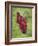 Buddhist Monks from Karchu Dratsang Monastery, Jankar, Bumthang, Bhutan-Angelo Cavalli-Framed Photographic Print