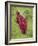 Buddhist Monks from Karchu Dratsang Monastery, Jankar, Bumthang, Bhutan-Angelo Cavalli-Framed Photographic Print