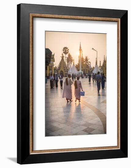 Buddhist Nuns in Pink Robes at Sunrise at Shwedagon Pagoda (Golden Pagoda), Myanmar (Burma)-Matthew Williams-Ellis-Framed Photographic Print