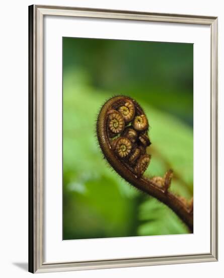 Budding Fern Frond, Stewart Island, Southland, Ulva Island, New Zealand-Fredrik Norrsell-Framed Photographic Print