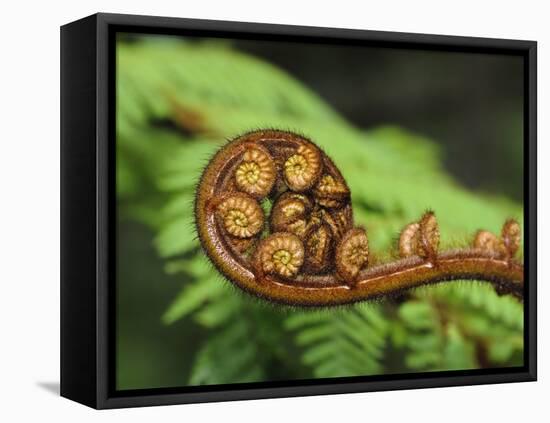 Budding Fern Frond, Stewart Island, Southland, Ulva Island, New Zealand-Fredrik Norrsell-Framed Premier Image Canvas