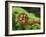 Budding Fern Frond, Stewart Island, Southland, Ulva Island, New Zealand-Fredrik Norrsell-Framed Photographic Print