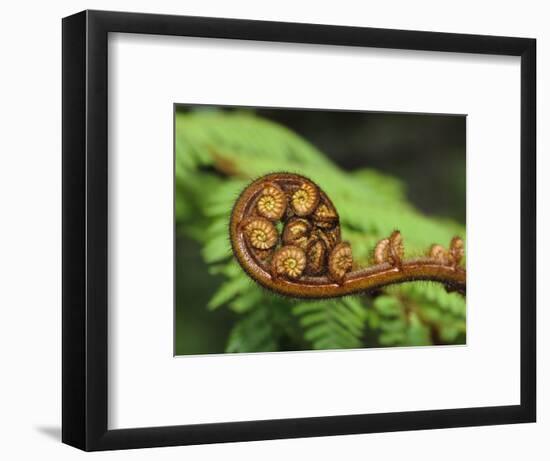 Budding Fern Frond, Stewart Island, Southland, Ulva Island, New Zealand-Fredrik Norrsell-Framed Photographic Print