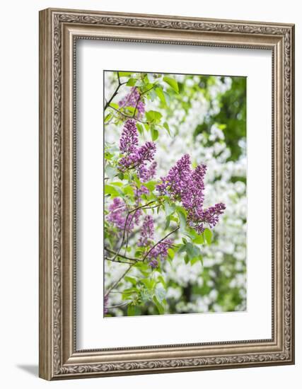Budding lilac bush, USA-Lisa Engelbrecht-Framed Photographic Print