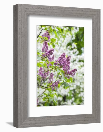 Budding lilac bush, USA-Lisa Engelbrecht-Framed Photographic Print