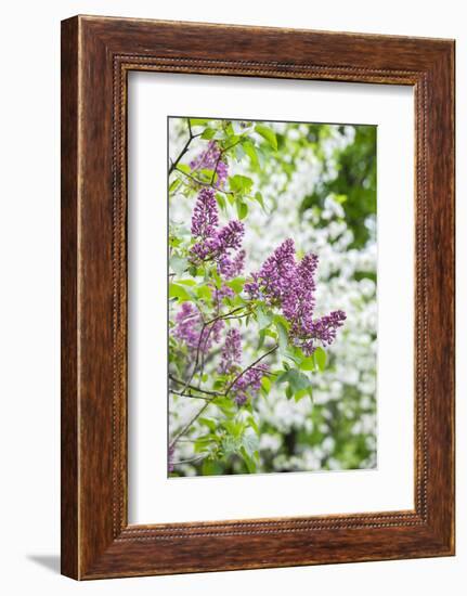 Budding lilac bush, USA-Lisa Engelbrecht-Framed Photographic Print