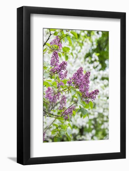 Budding lilac bush, USA-Lisa Engelbrecht-Framed Photographic Print