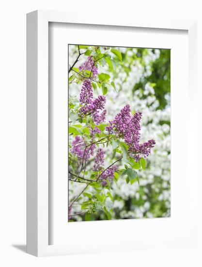 Budding lilac bush, USA-Lisa Engelbrecht-Framed Photographic Print